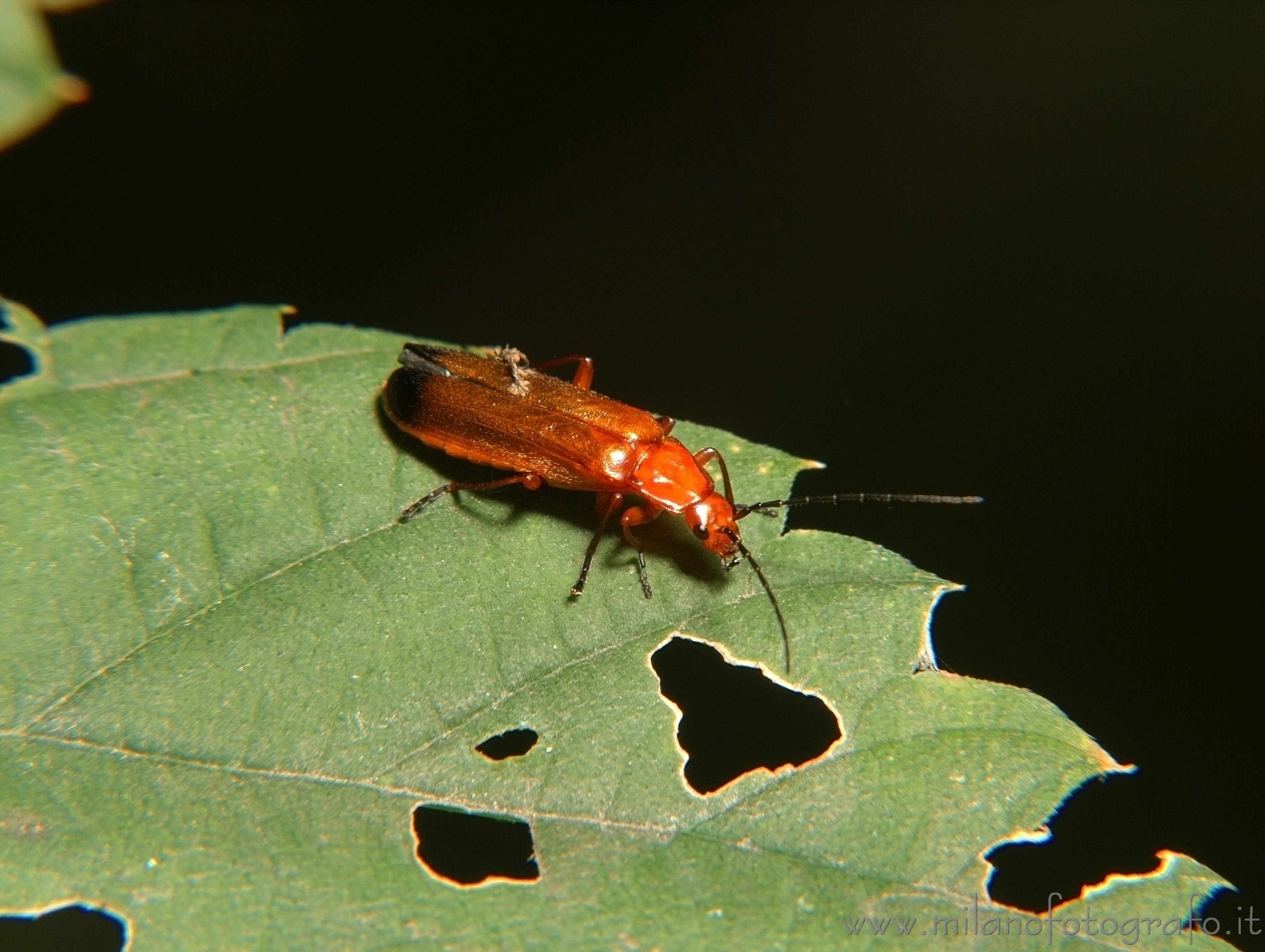 Cadrezzate (Varese) - Rhagonycha fulva